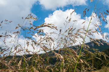 Obraz premium Countryside meadow grass and wild field flowers