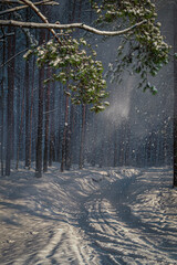 Winter in  forest