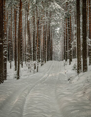 Winter in  forest