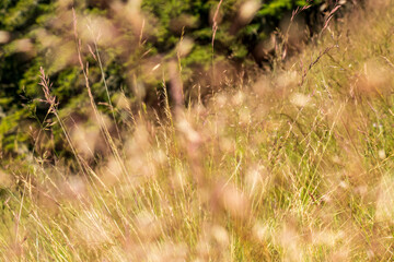 Countryside meadow grass and wild field flowers