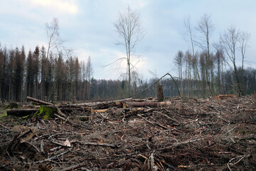 Dead trees and tree stumps and tree logs in a cleared forest because of dryness and bark beetle infestation in times of climate change and forest dieback - stockphoto