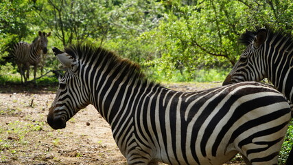 Fototapeta na wymiar Zebras in a park in Zimbabwe