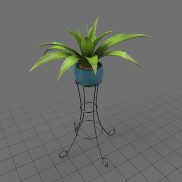 Potted plant on console