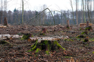 Tree stumps covered with moss and tree logs and a broken tree in a cleared forest owing to dryness and bark beetle infestation in times of climate change and forest dieback - stockphoto
