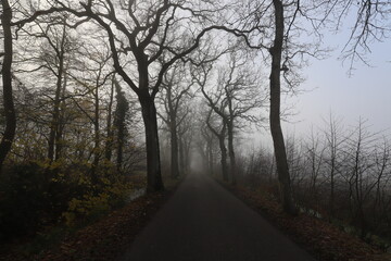 A quiet Dutch country road at the end of autumn surrounded by fog.