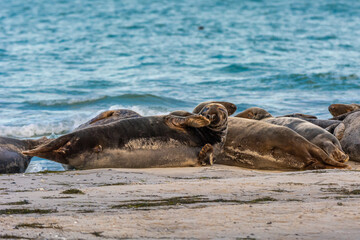 A harbor seal colony resting on a sandbank near the ocean. Picture from Falsterbo in Scania, southern Sweden