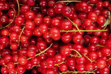 A lot of fresh red currant berries