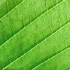 Extreme close up texture of leaf veins. backlight fresh green Leaf. morning sunlight with copy space as background natural green plants landscape, ecology, fresh wallpaper concept. macro