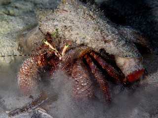 hermit crab
