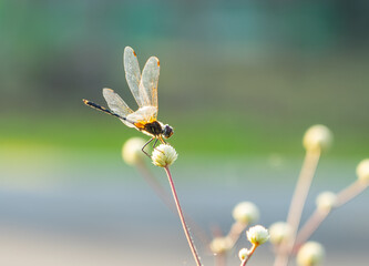 Close up dragonfly on the flower in the morning with blur background effect