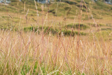 Countryside meadow grass and wild field flowers