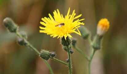 Schwebfliege auf einer gelben Löwenzahnblüte bei Sonnenlicht