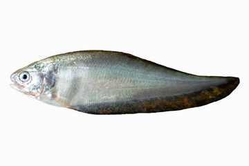 Fresh water fish isolate on white background. Closeup fish