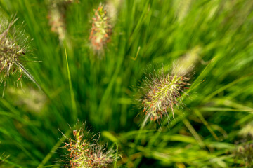 Countryside meadow grass and wild field flowers
