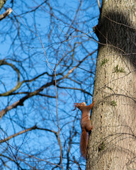 Eichhörnchen © Sara