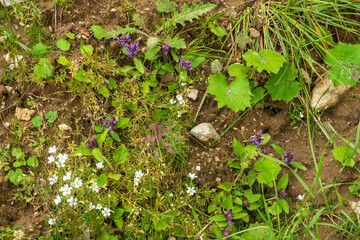 Countryside meadow grass and wild field flowers