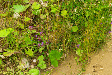 Countryside meadow grass and wild field flowers