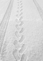 rhythmic footprints, boot tracks and car tires on thin white snow in winter go into the distance, vertical frame, ribbed tread, close-up