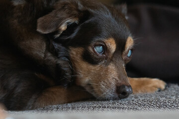 Face portrait of a blind diabetic dog relaxed on the sofa