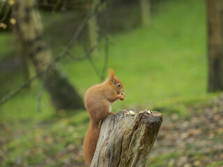 Red Squirrel Feeding on Tree Stump