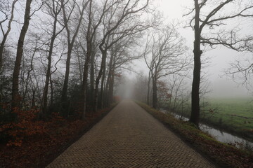 Rural Dutch forest road on a foggy autumn day