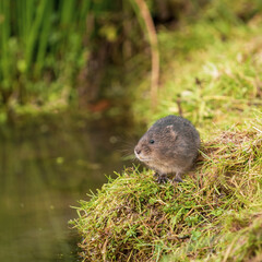 Water Vole on a Bank by Water