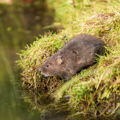 Water Vole on a Bank by Water