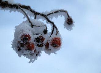 Hagebutte im Schnee