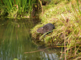 Water Vole on a Bank by Water