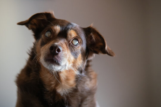 Portrait of a blind diabetic dog relaxed on the bed