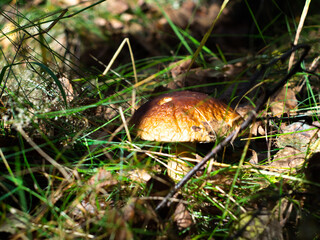 mushroom cap peeking out of the grass. search for mushrooms in the forest. white mushroom