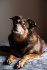 Portrait of a blind diabetic dog relaxed on the bed