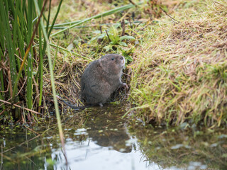 Water Vole on a Bank by Water