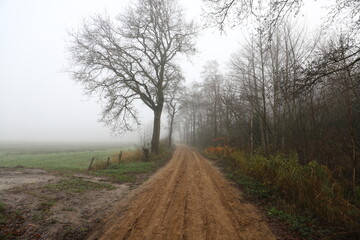 Fototapeta premium Beautiful autumn landscape on a misty morning with a lonely rural road along the meadows.