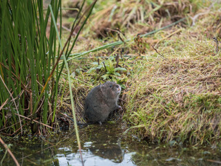 Water Vole on a Bank by Water