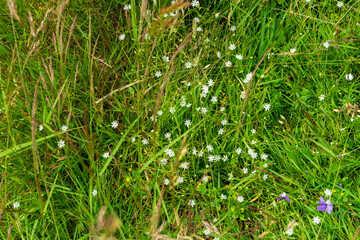 Countryside meadow grass and wild field flowers