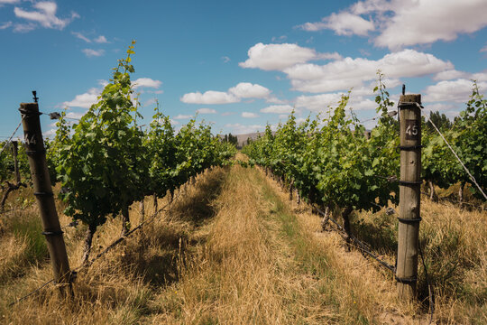 vine cultive in espalier