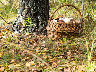 Obraz premium a whole basket of mushrooms in a clearing in the woods. harvest the mushrooms. quiet hunting is a hobby.