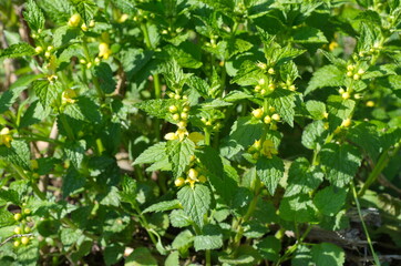 Galeobdolon luteum plant blooms in the meadow