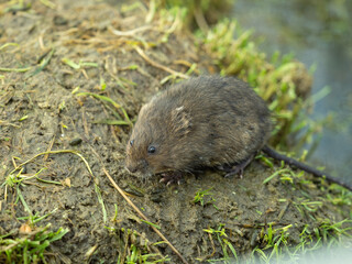 Water Vole on a Bank by Water