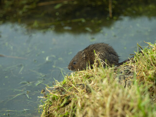 Water Vole on a Bank by Water