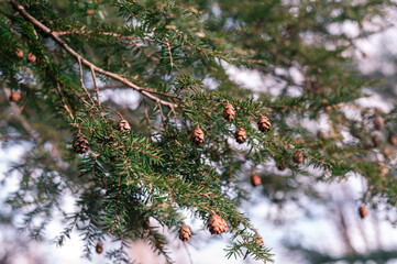 medium close up shot of young growing pine cones on a crisp and cold new england winter morning