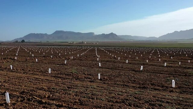 Very young Peach trees in Jumilla near Cieza. Videography of a blossoming of peach trees in Jumilla in the Murcia region. Peach, plum and nectarine trees. Spain