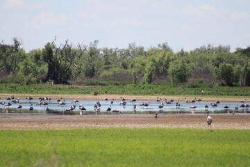 Fototapeta premium Cigüeña Americana