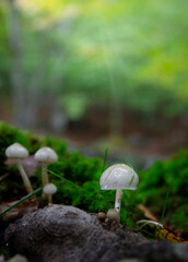 mushrooms in nature with drops of dew
