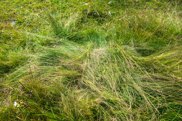 Countryside meadow grass and wild field flowers
