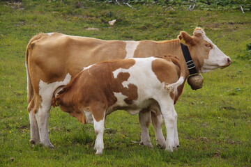 Cow feeding a calf on a mountain meadow in Styria, Austria, Europe
