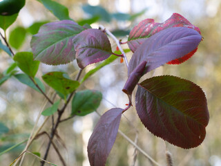green-brown leaves on a Bush. bright colors on the foliage. autumn.