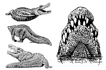 Graphical set of crocodiles isolated on white background, vector elements, alligator - obrazy, fototapety, plakaty