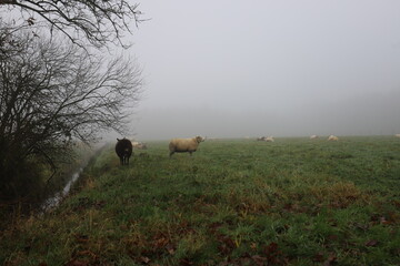 Flock of sheep grazing on the field in the fog